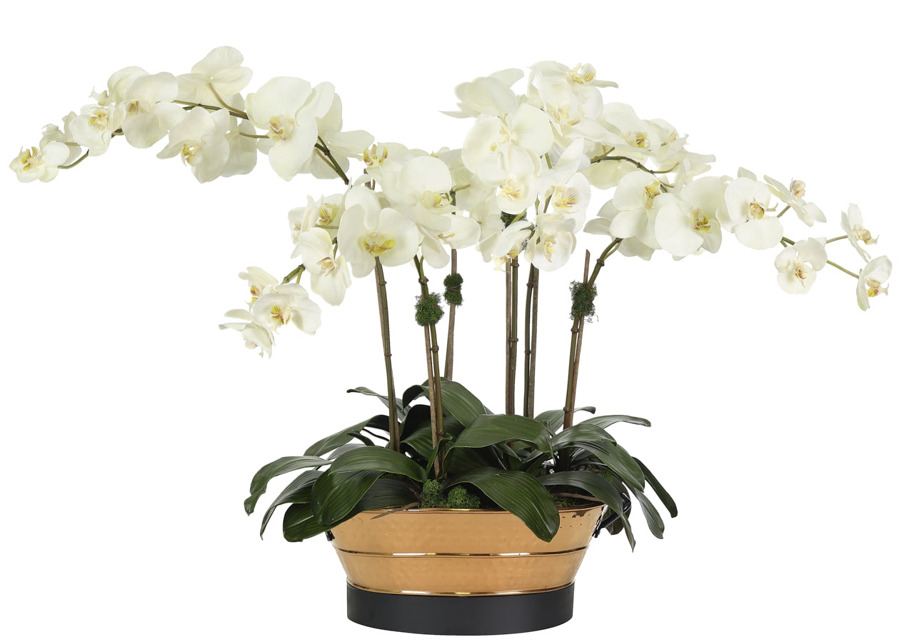 ORCHID PHALAENOPSIS, WHITE, CREAM, COPPER OVAL